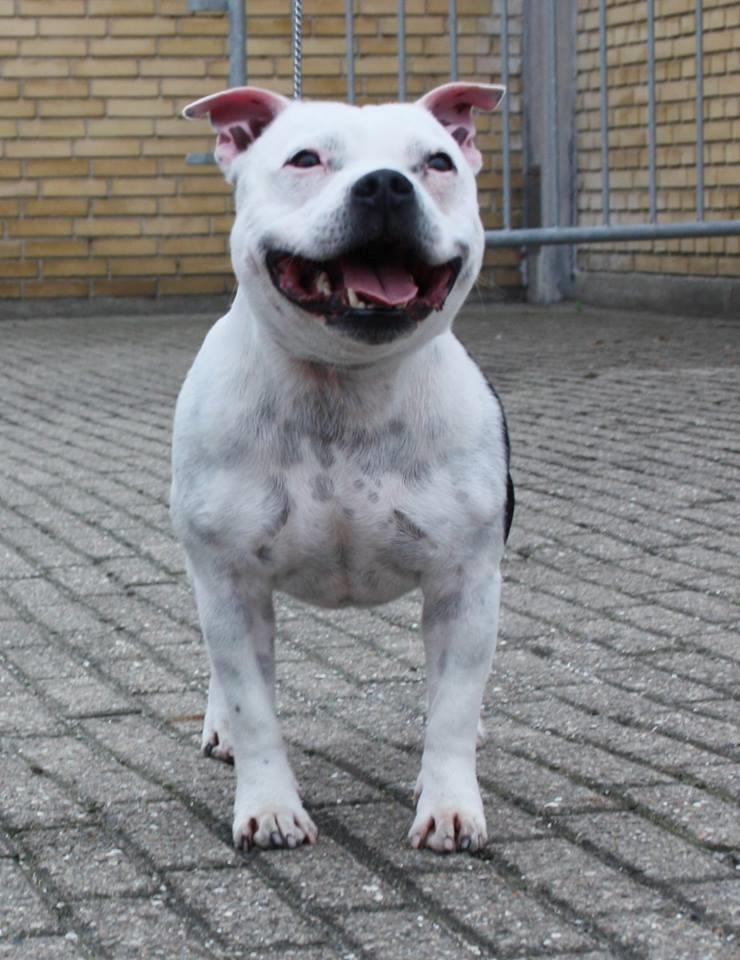 Staffordshire bull terrier Buddha billede 49