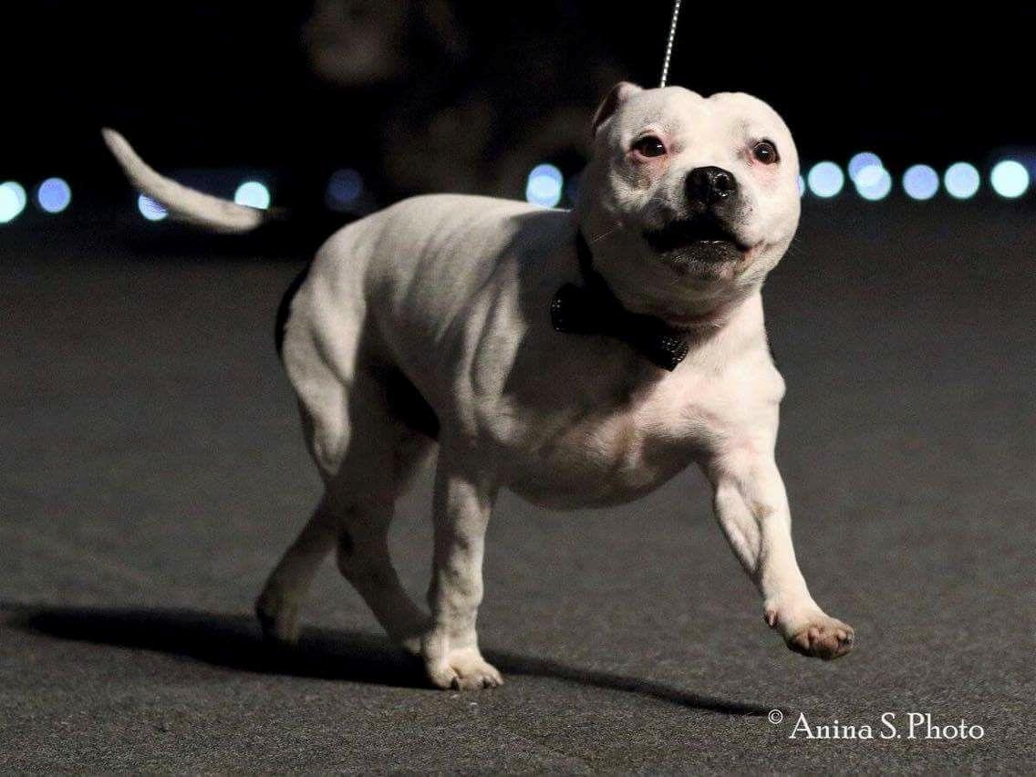 Staffordshire bull terrier Buddha billede 50
