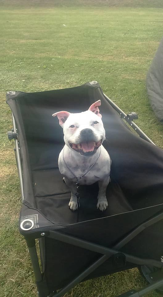 Staffordshire bull terrier Buddha billede 48