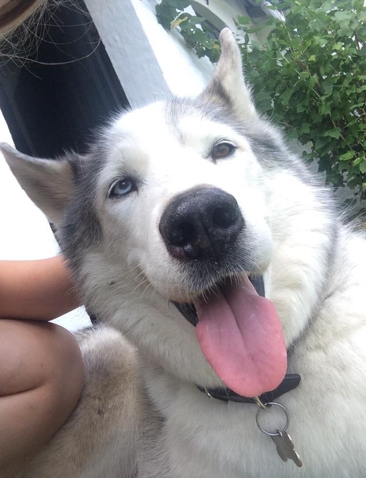 Blanding af racer Simba billede 7