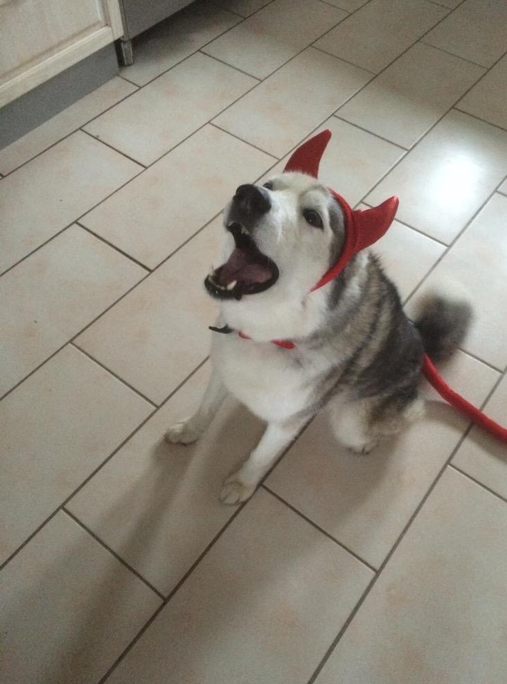 Blanding af racer Simba billede 6