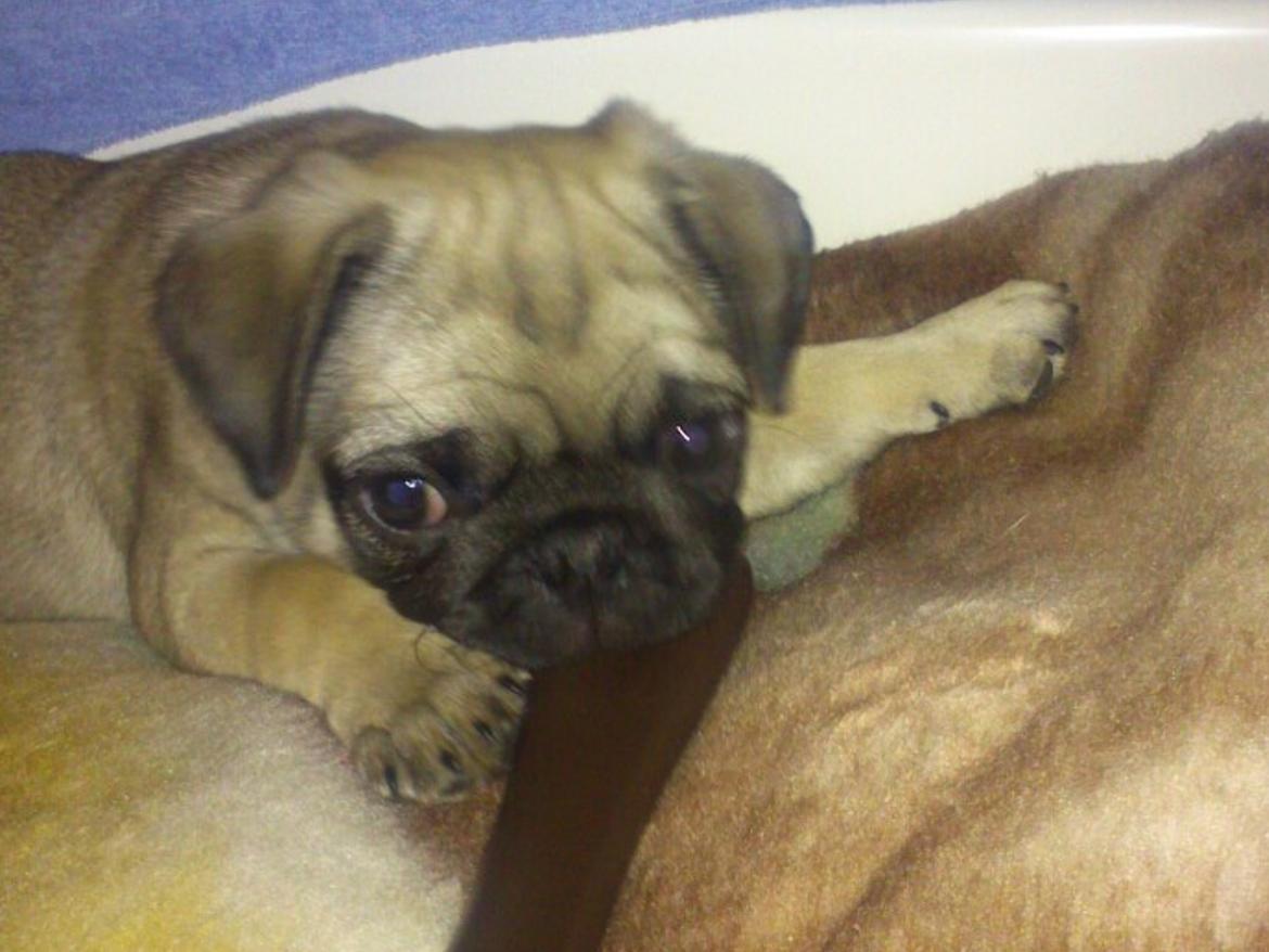 Mops Martha  - Martha da hun var 8 uger  billede 21