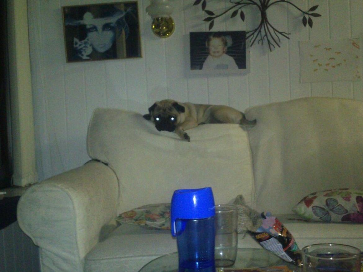 Mops Martha  billede 19