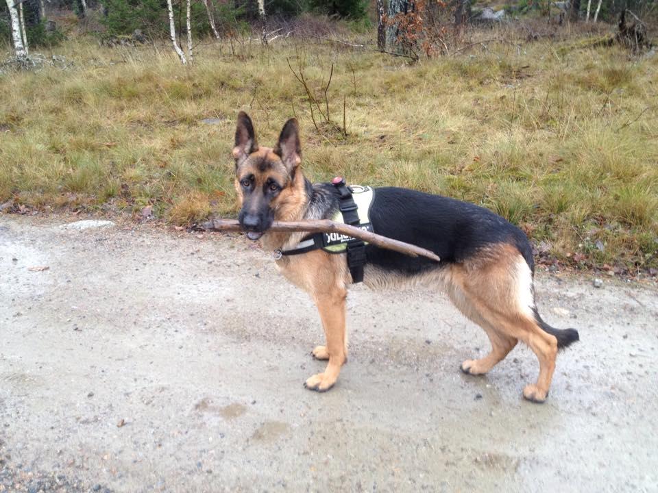 Schæferhund Oz billede 13