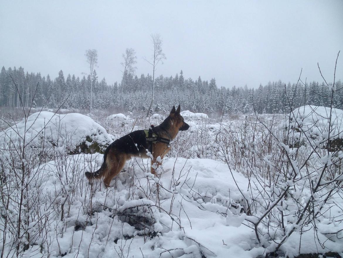 Schæferhund Oz billede 17