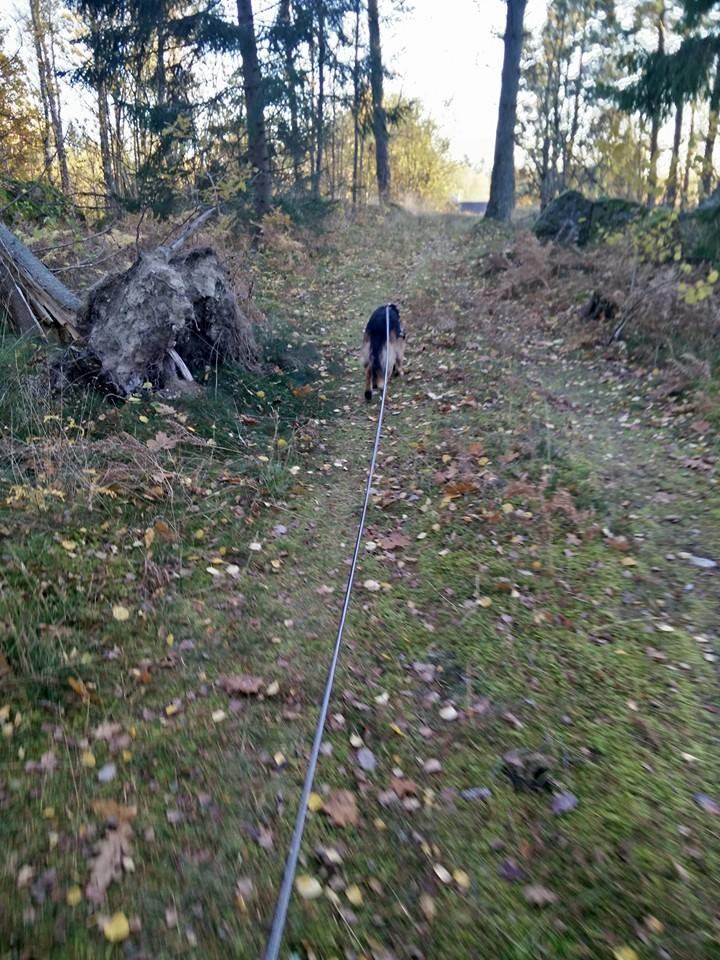 Schæferhund Oz billede 22