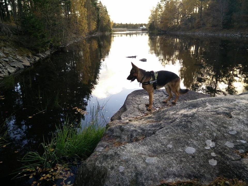 Schæferhund Oz billede 25