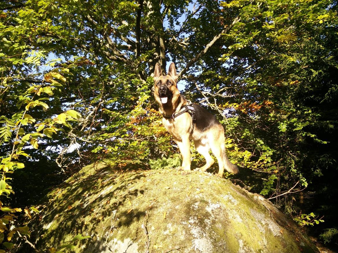 Schæferhund Oz billede 32