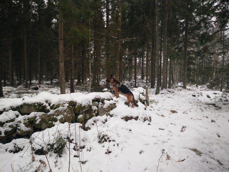 Schæferhund Oz billede 36