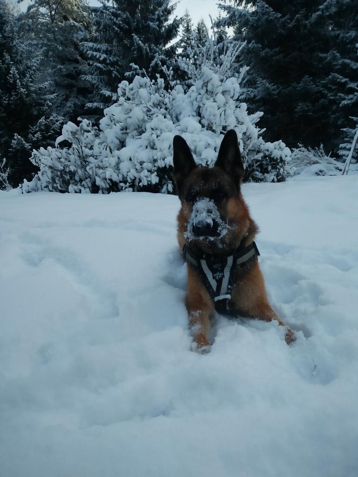 Schæferhund Oz billede 43