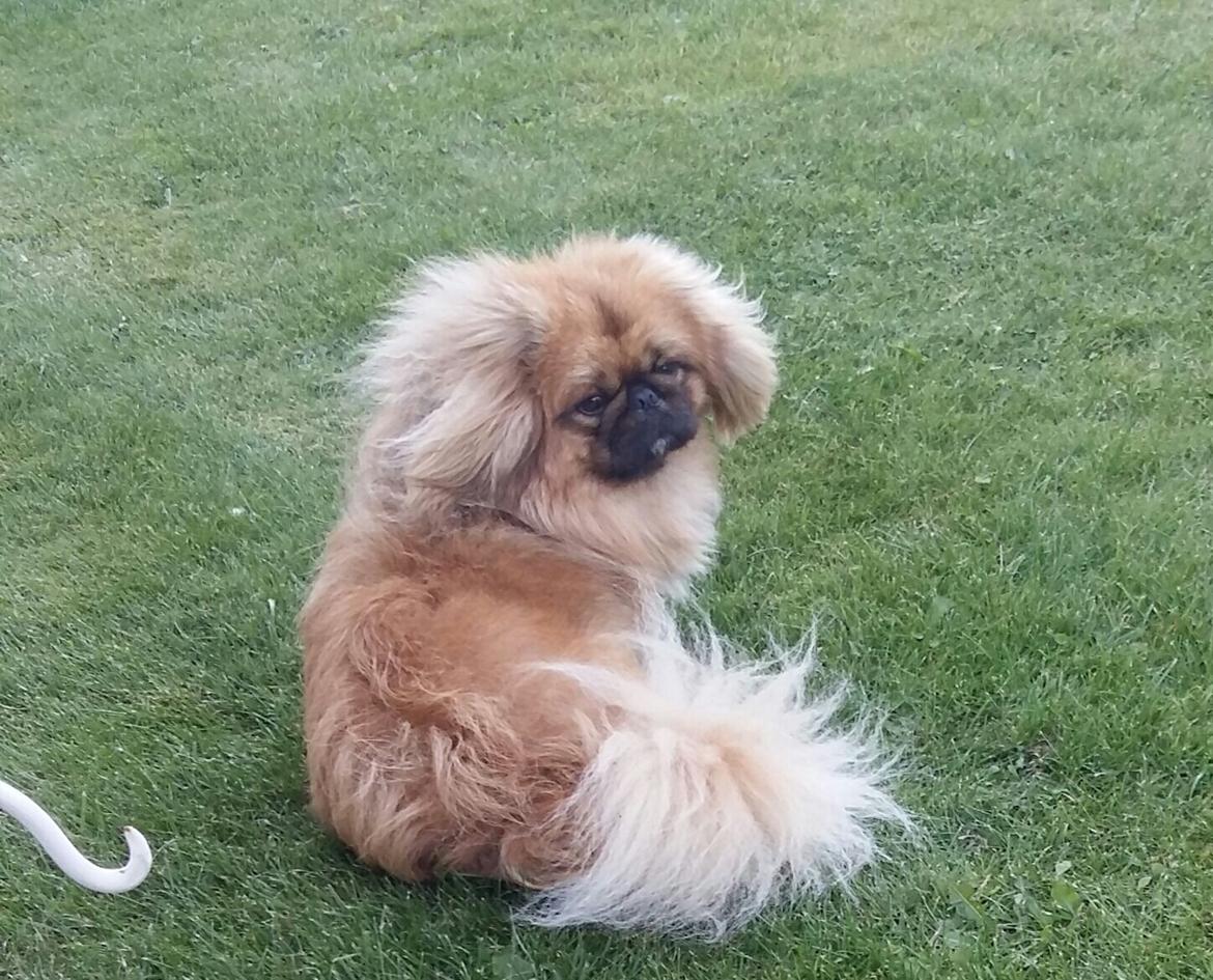 Pekingeser Arnold  billede 1
