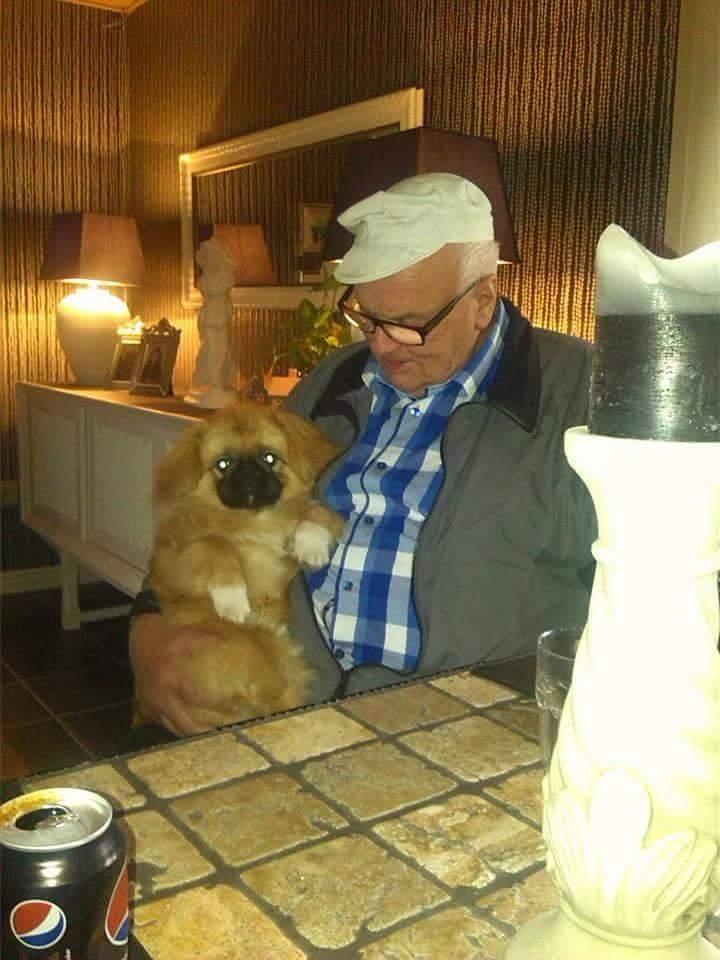Pekingeser Arnold  billede 2