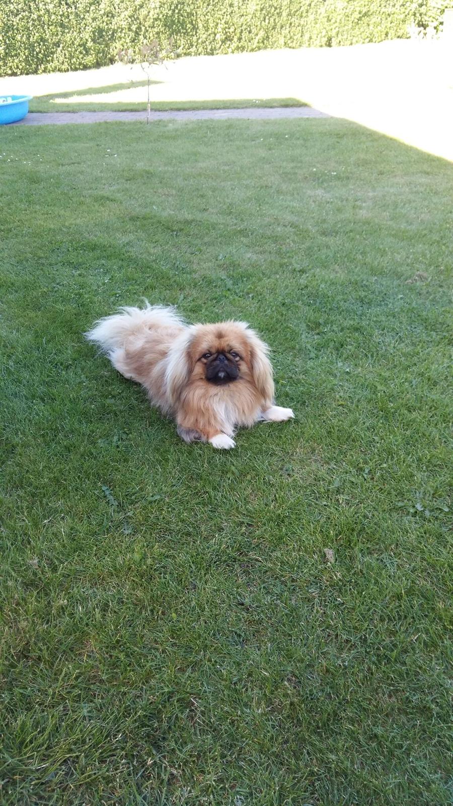 Pekingeser Arnold  billede 3