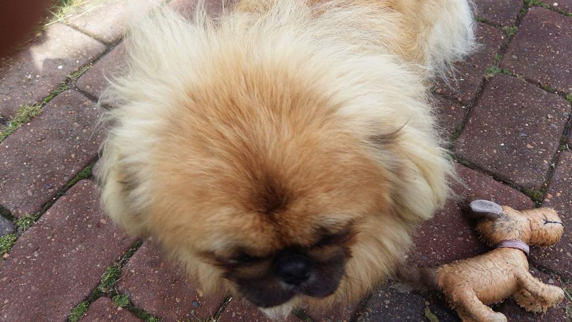 Pekingeser Arnold  billede 4