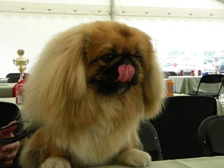 Pekingeser Arnold  billede 5