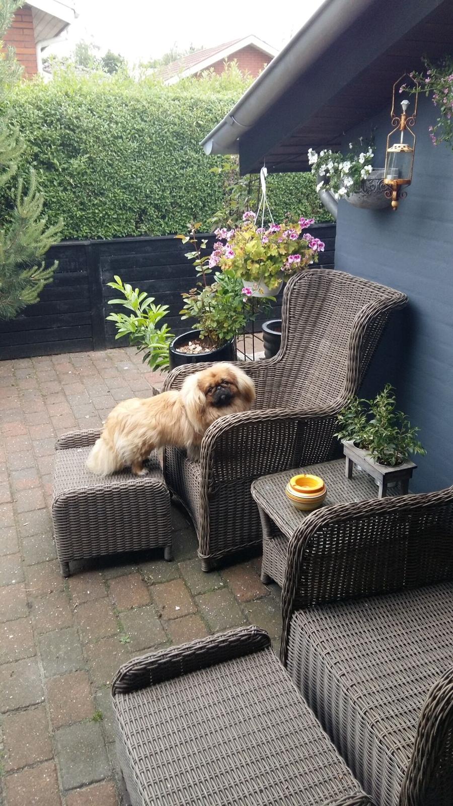 Pekingeser Arnold  billede 6