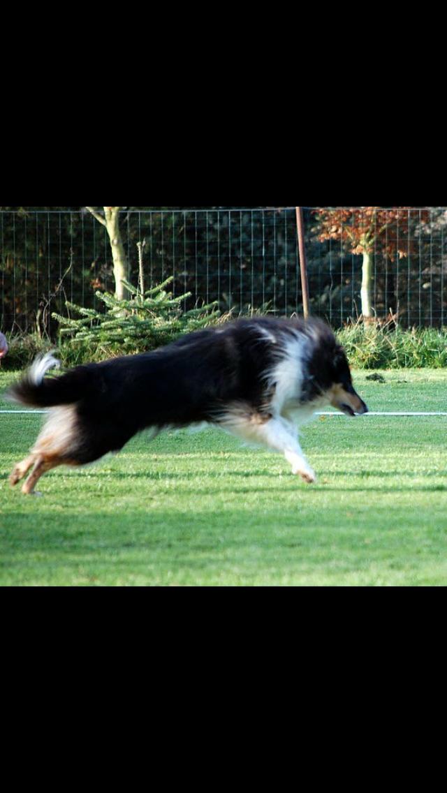 Collie langhåret R.I.P Kiitos billede 15