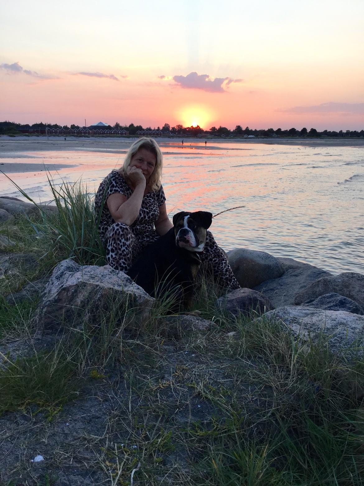 Olde english bulldogge Spike billede 1