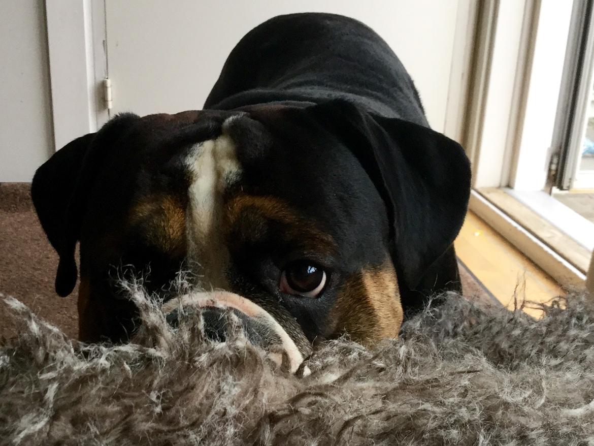 Olde english bulldogge Spike billede 3