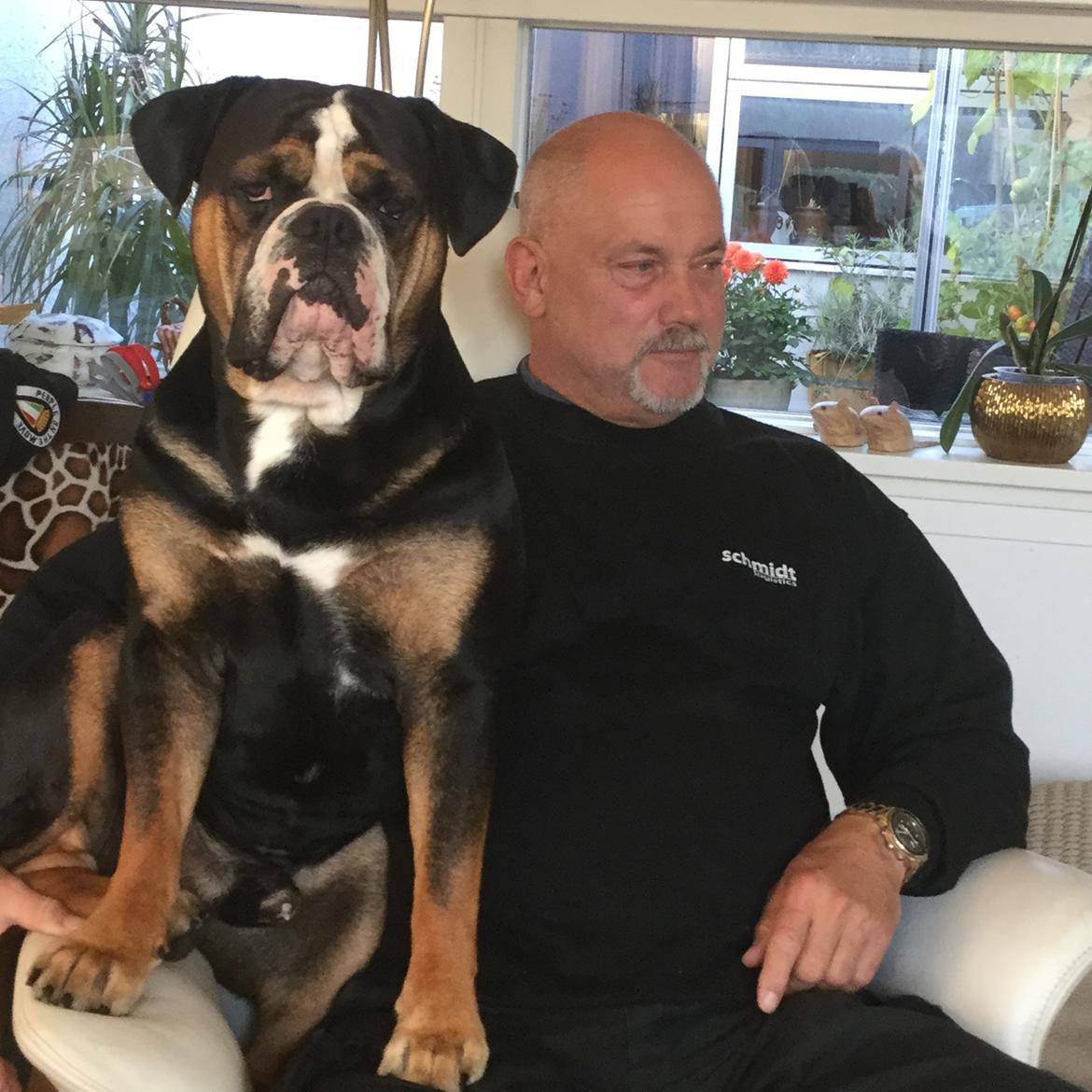 Olde english bulldogge Spike billede 4