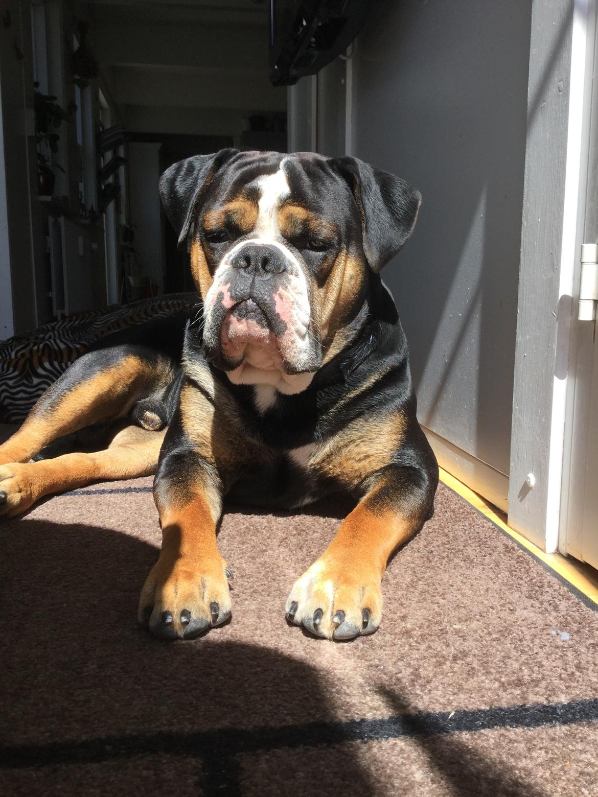 Olde english bulldogge Spike billede 2