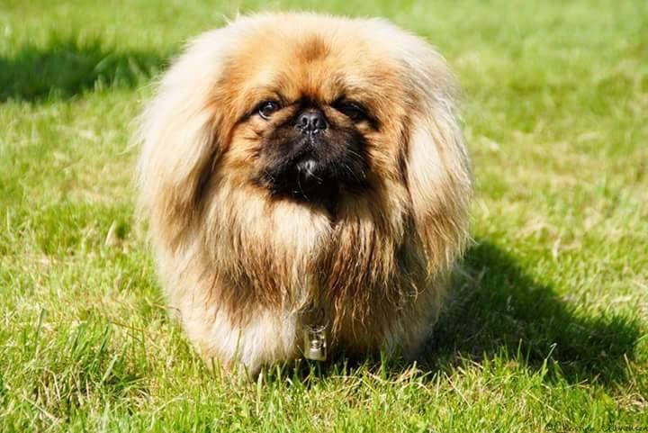 Pekingeser Arnold  billede 7