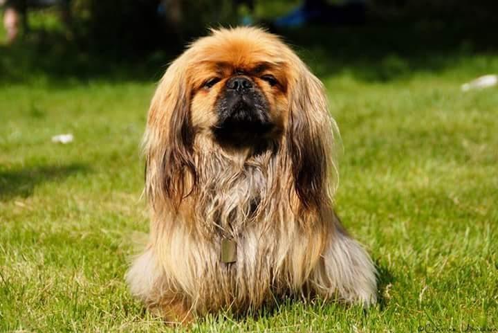 Pekingeser Charlie - Himmelhund 2020 billede 21