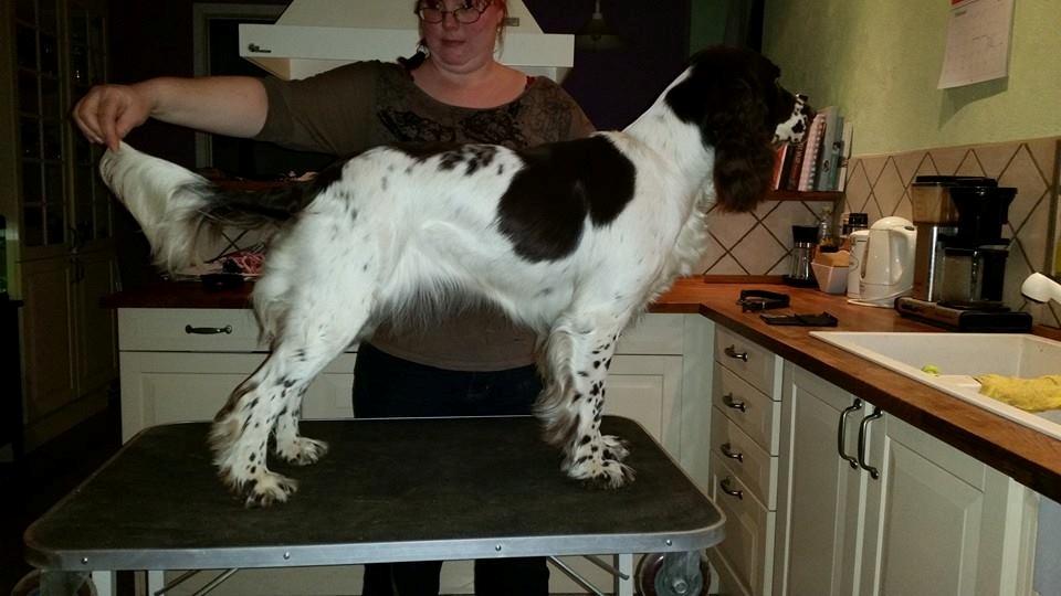 Engelsk springer spaniel Happy Lean´s Aya billede 1