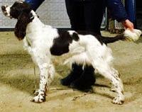 Engelsk springer spaniel Happy Lean´s Aya billede 2