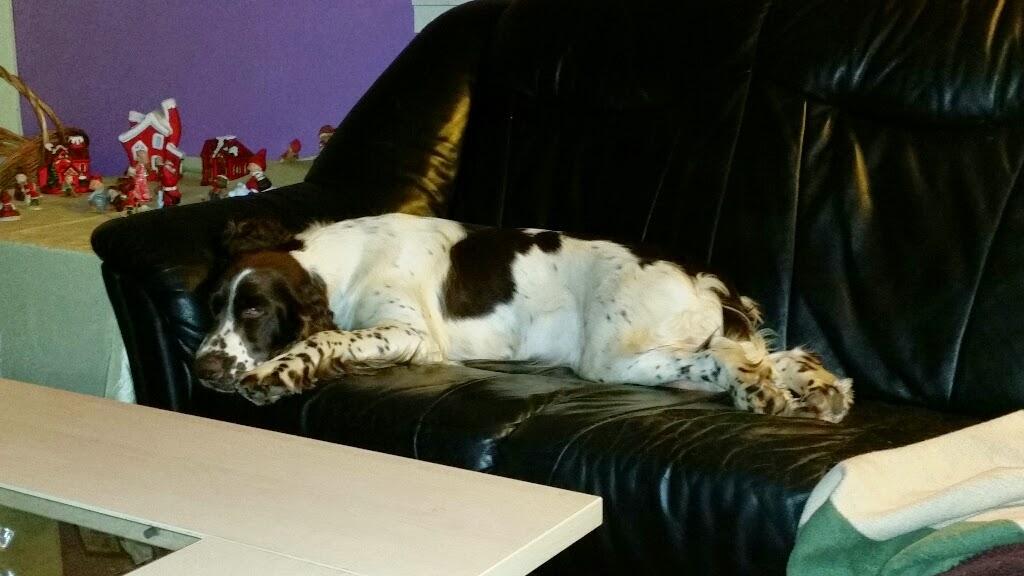 Engelsk springer spaniel Happy Lean´s Aya billede 3