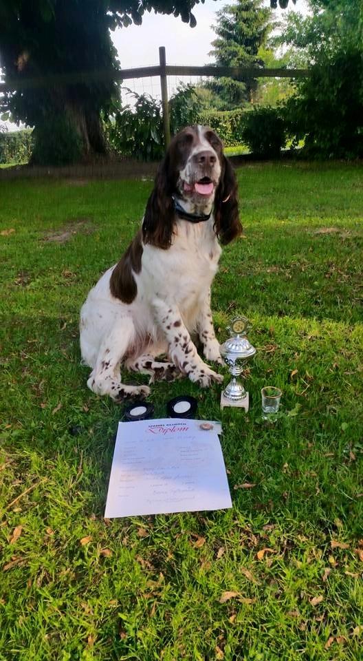 Engelsk springer spaniel Happy Lean´s Aya billede 4