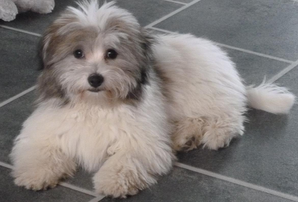 Coton de tulear King billede 27