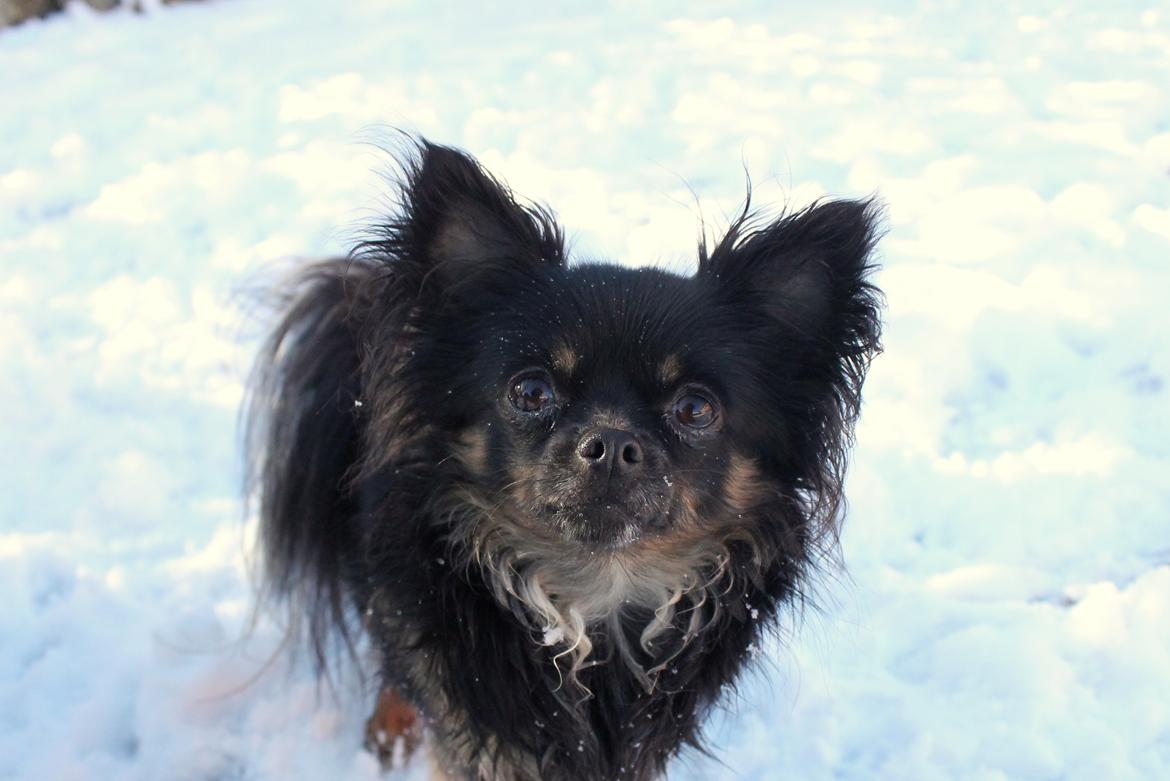 Chihuahua Paya - februar 2017 billede 43