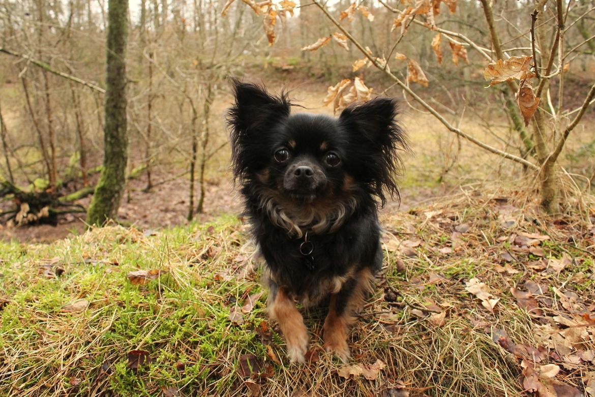 Chihuahua Paya - 4/3-2017 billede 44