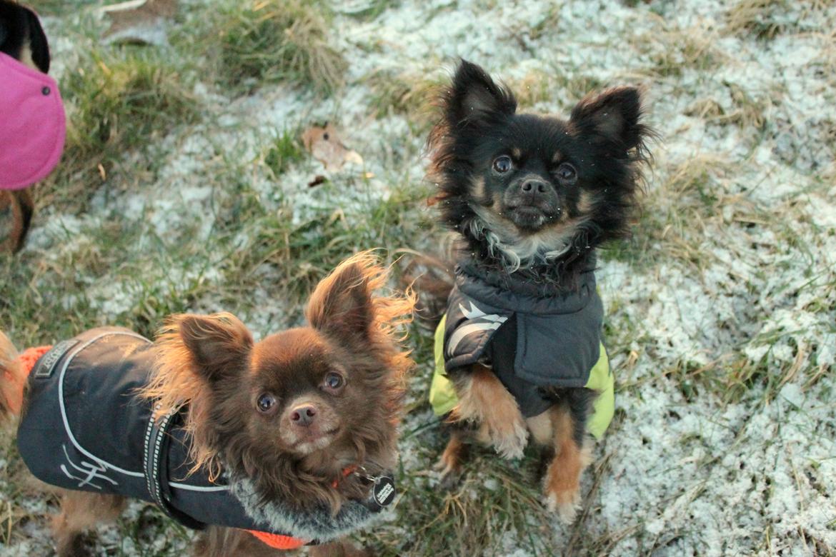 Chihuahua Paya - 5/1-17 billede 42