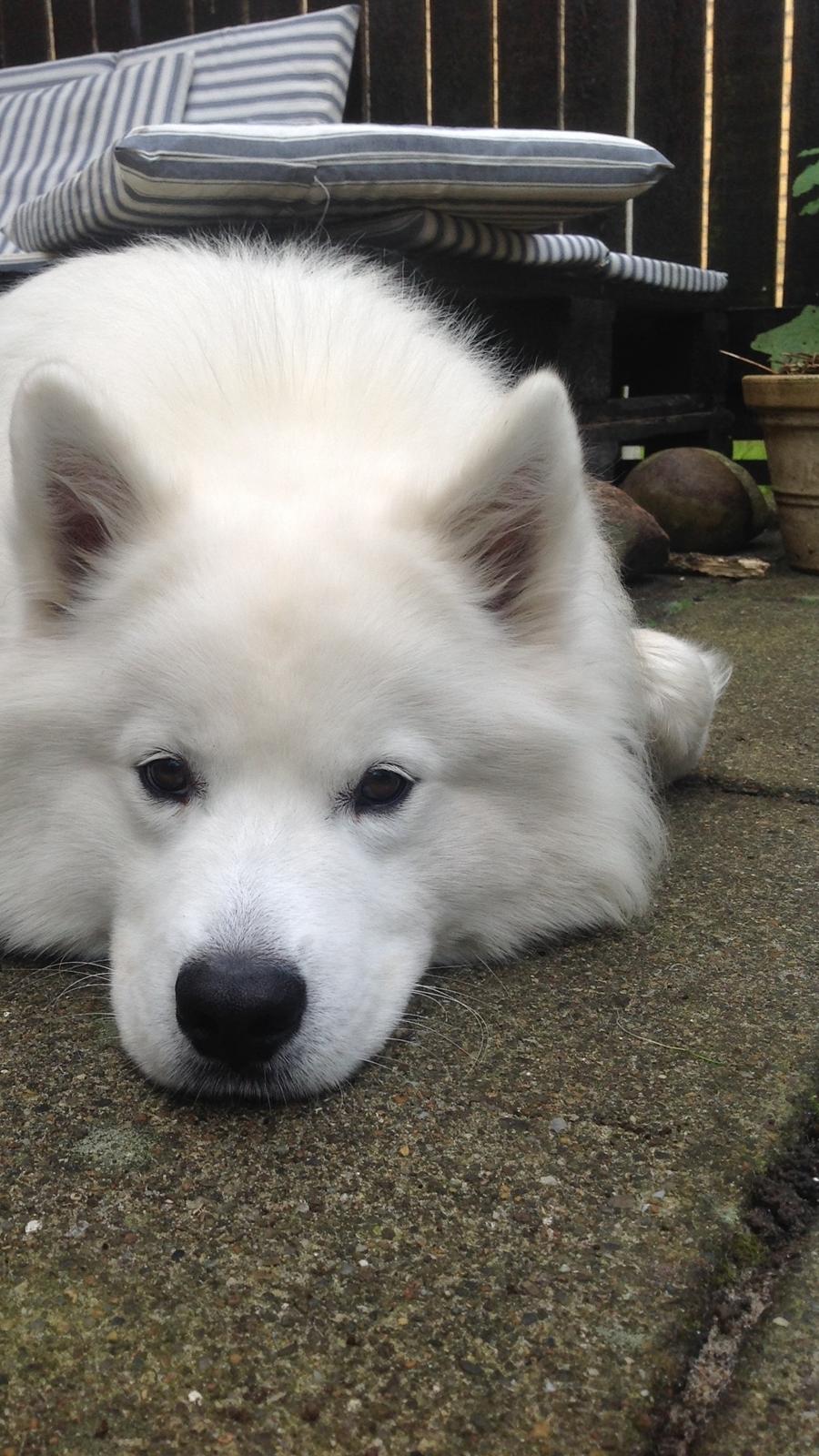 Samojedhund Chop billede 1