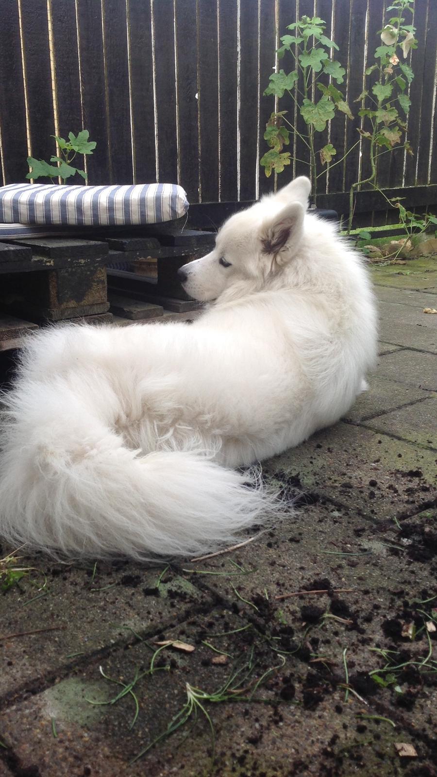 Samojedhund Chop billede 2