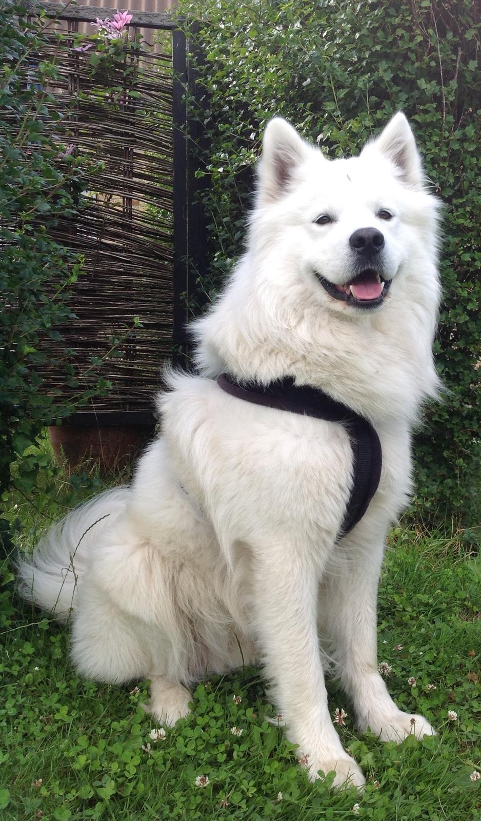 Samojedhund Chop billede 5