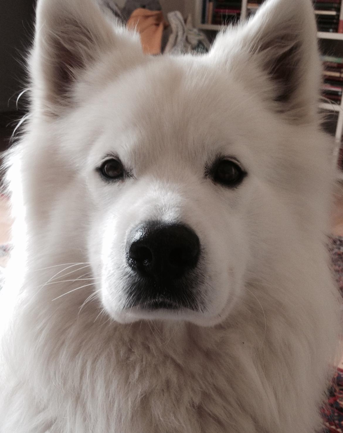 Samojedhund Chop billede 3