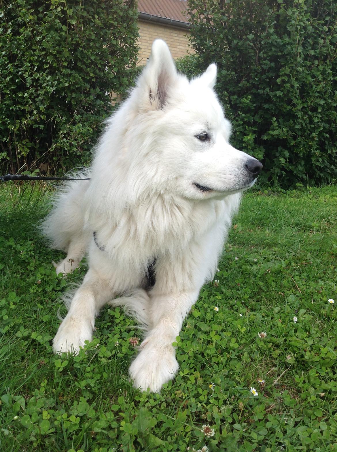 Samojedhund Chop billede 4