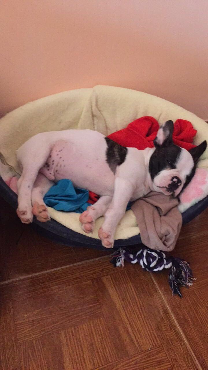 Fransk bulldog Torro - Elsker min kurv i Portugal '17 billede 14