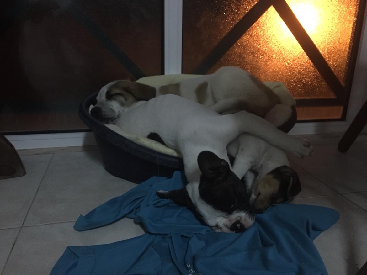 Fransk bulldog Torro - Vi kan godt lige ligge tre hvalpe i min kurv - Porugal '17 billede 15