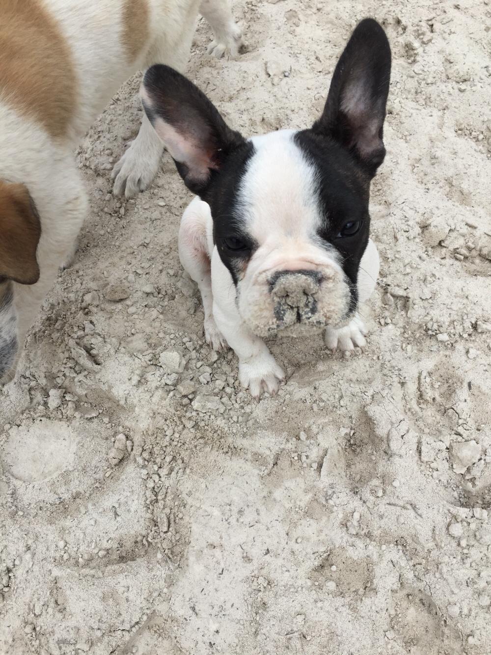 Fransk bulldog Torro - Nej, mor. Jeg har da ikke gravet i ridebanen - Portugal '17 billede 16