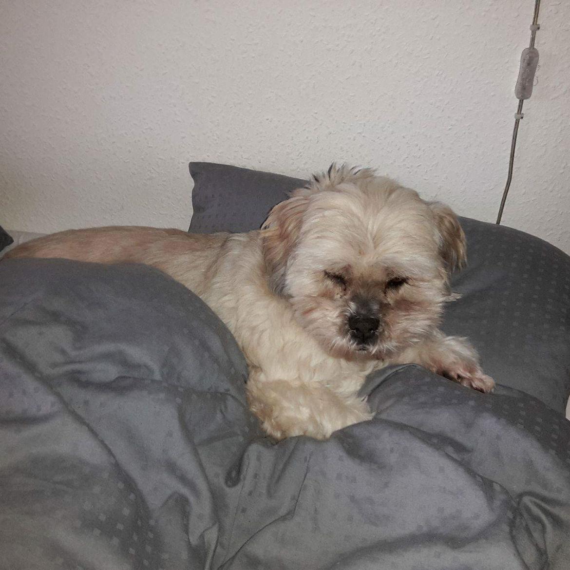 Lhasa apso Molly  i comeback nu næsten 12 år    - Molly i comeback. .😉 billede 1