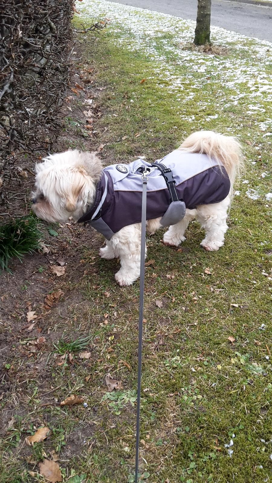 Lhasa apso Molly  i comeback nu næsten 12 år    - varme om de gamle knogler. hmm her lugter lidt billede 3