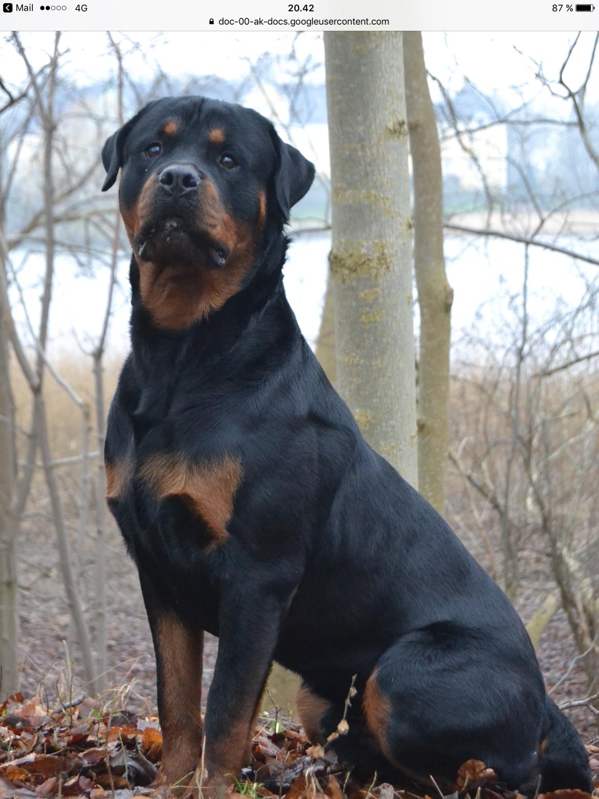 Rottweiler Ejler billede 1