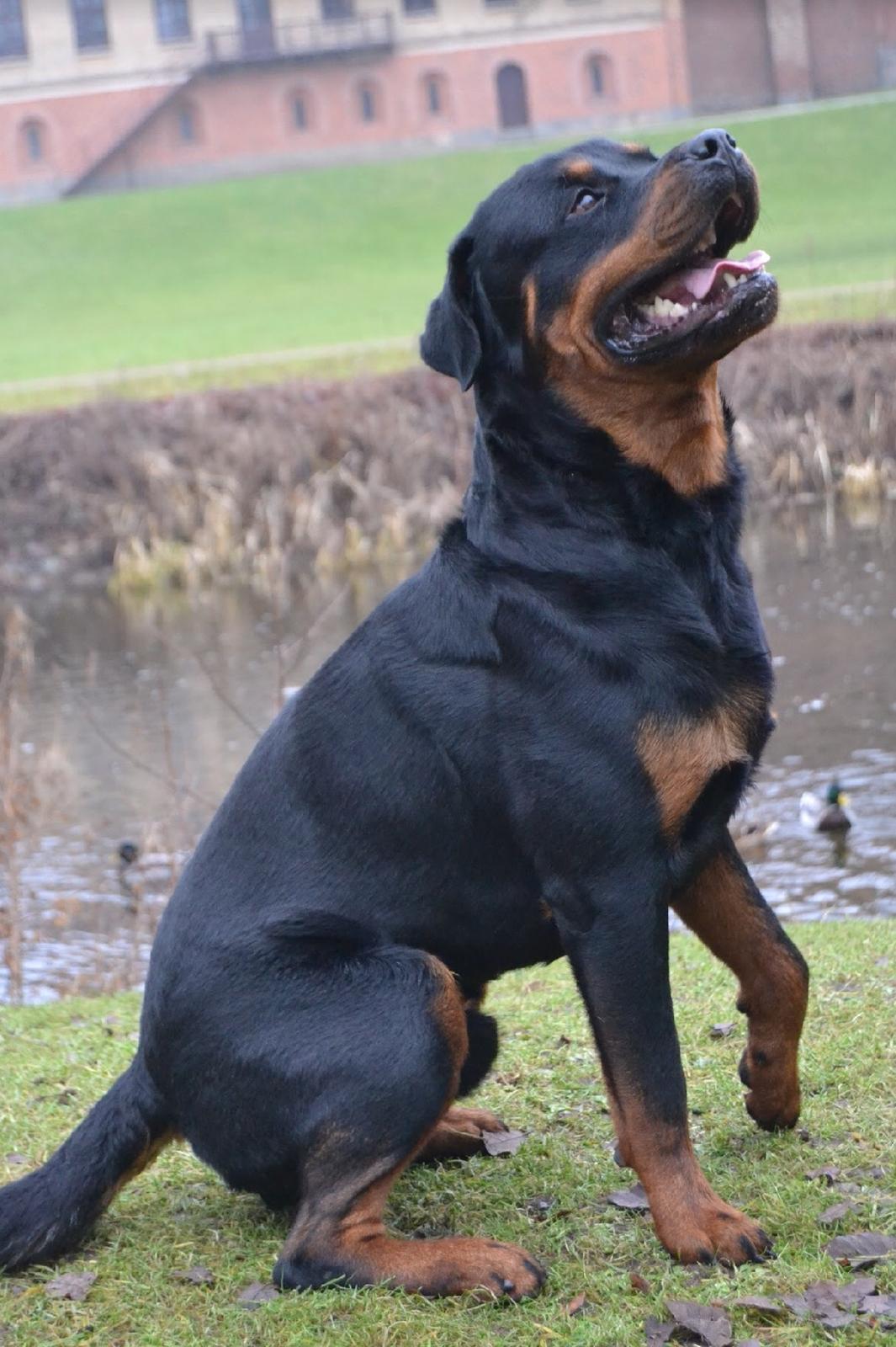 Rottweiler Ejler billede 3