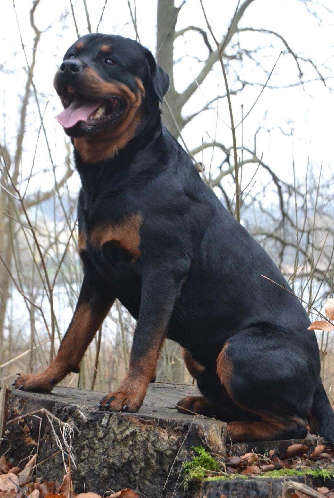 Rottweiler Ejler billede 4