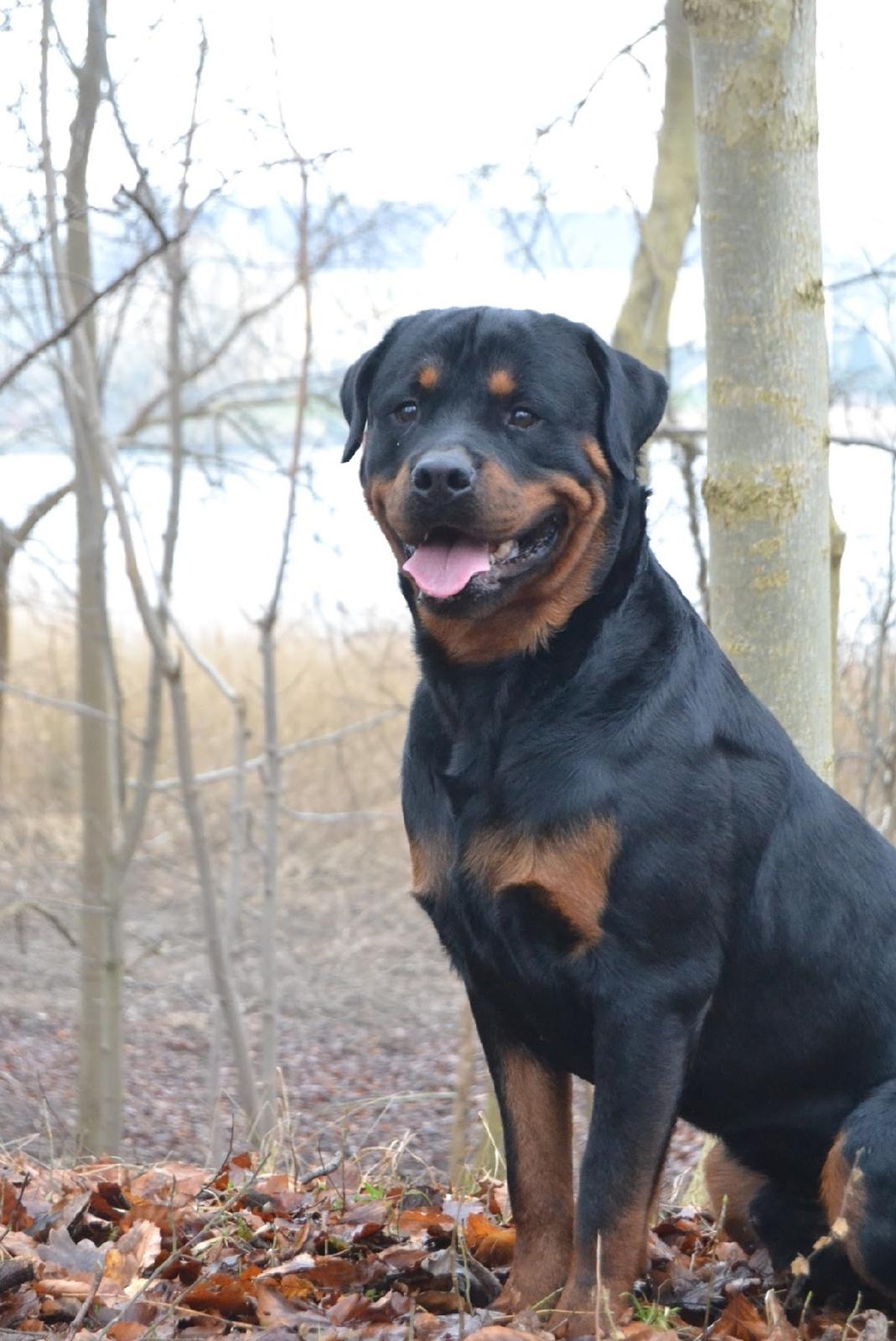 Rottweiler Ejler billede 5