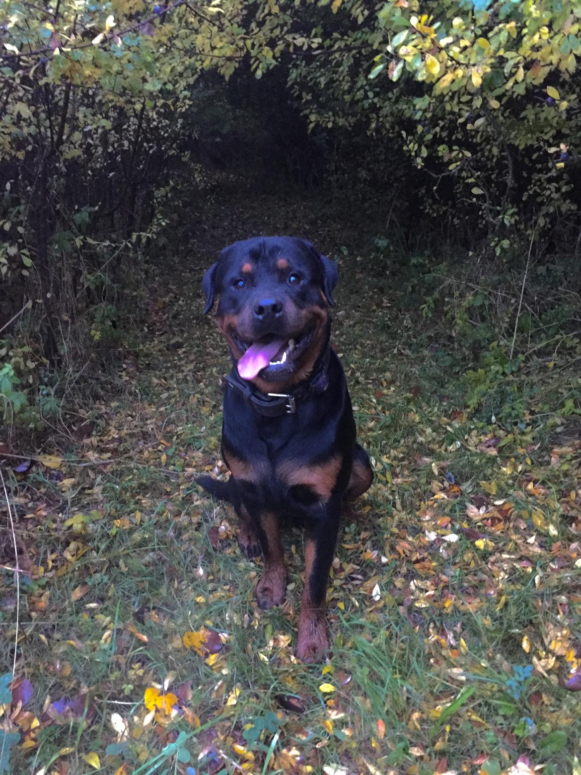 Rottweiler Ejler billede 6